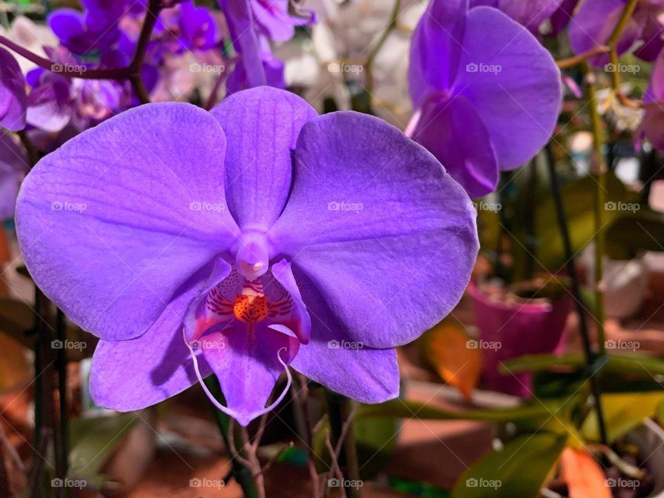 Lush purple orchid.