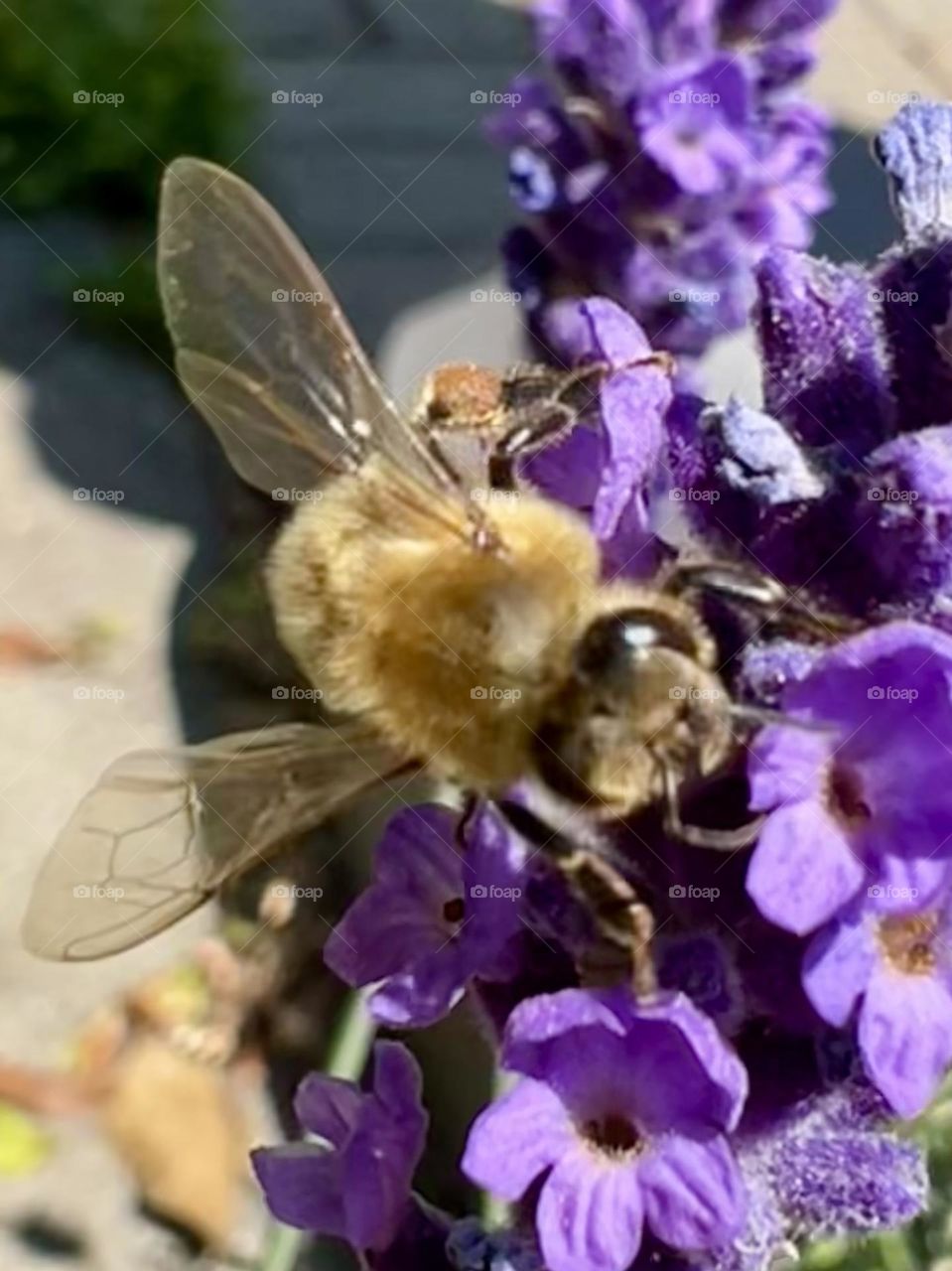 Bee