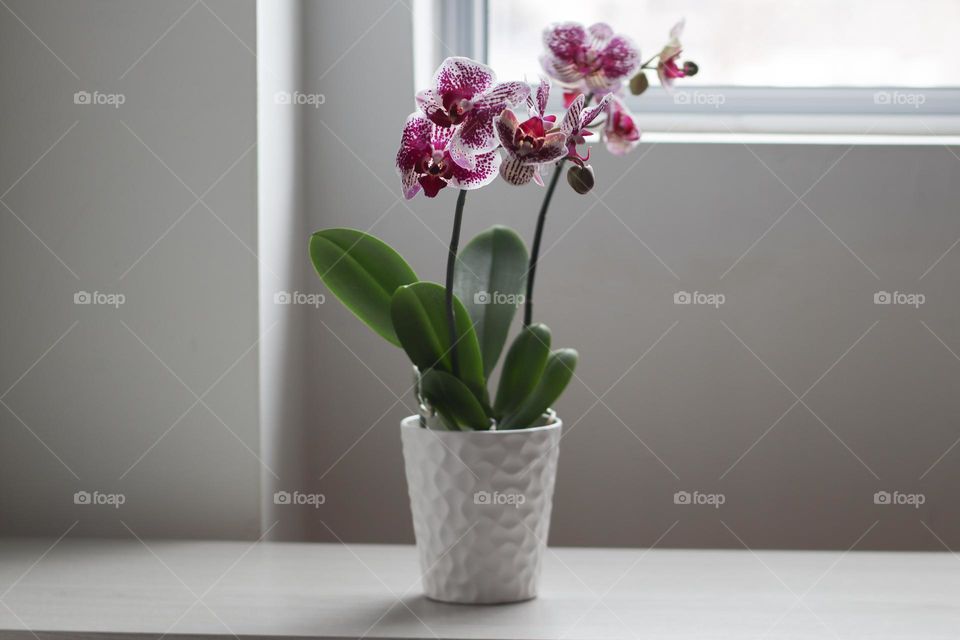 Orchids in a white room