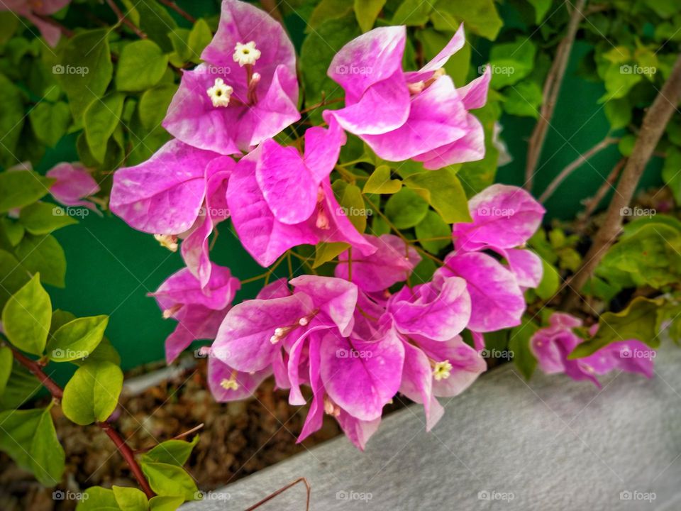 Close view of beautiful pink white bougainvillea flower with green leaves