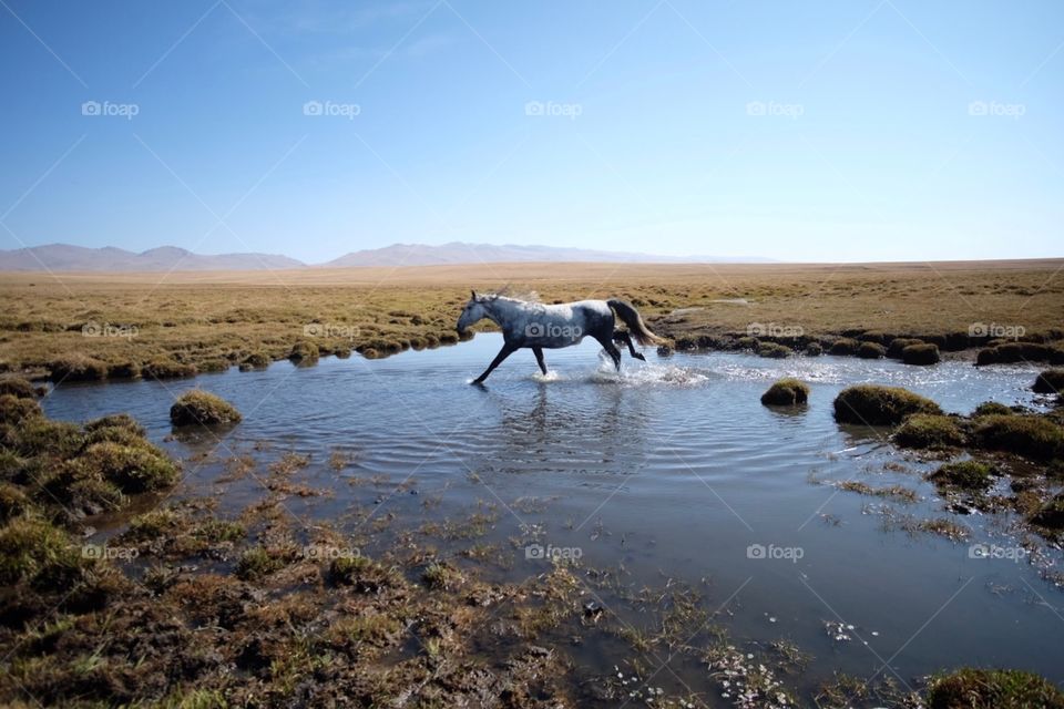 Wild horse running away