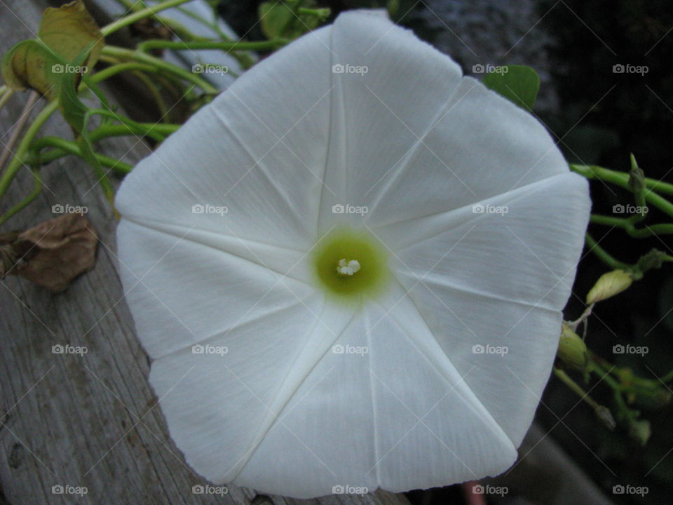 Pristine Morning Glory