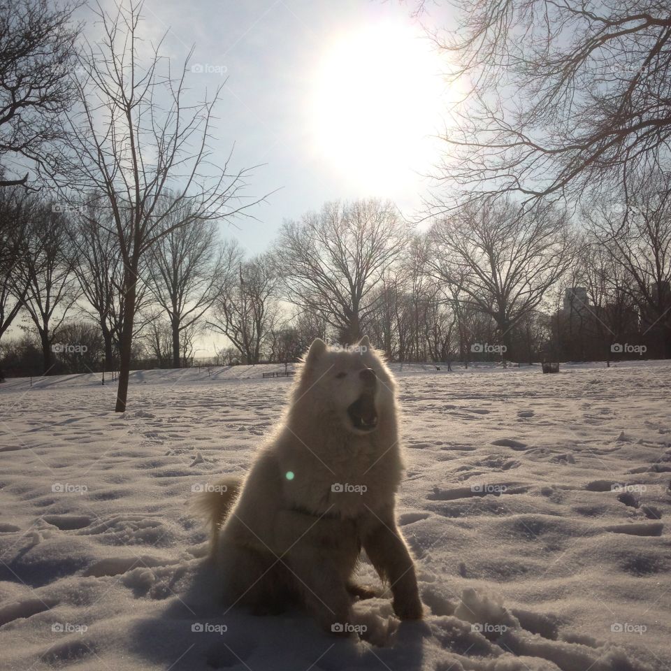 Dog. Siberian
