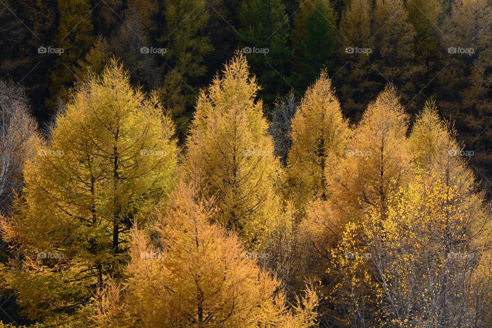 Autumn Yellow Tree Mountain