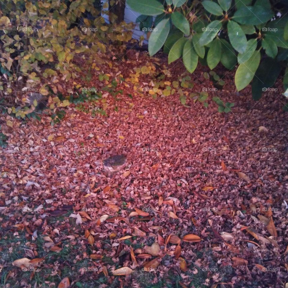 Rhodedendron stump in Autumn.