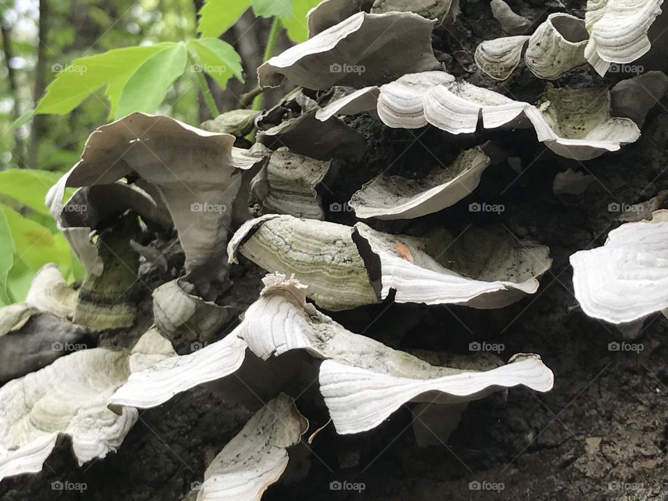 Powell Gardens - Mushrooms 