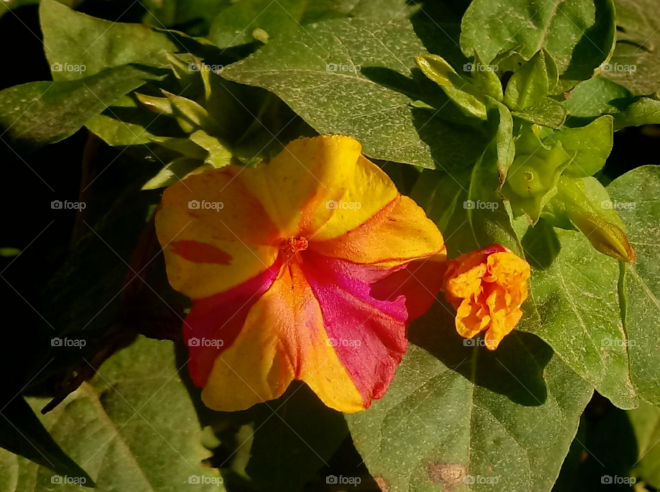 Mirabilis jalapa Maravilha