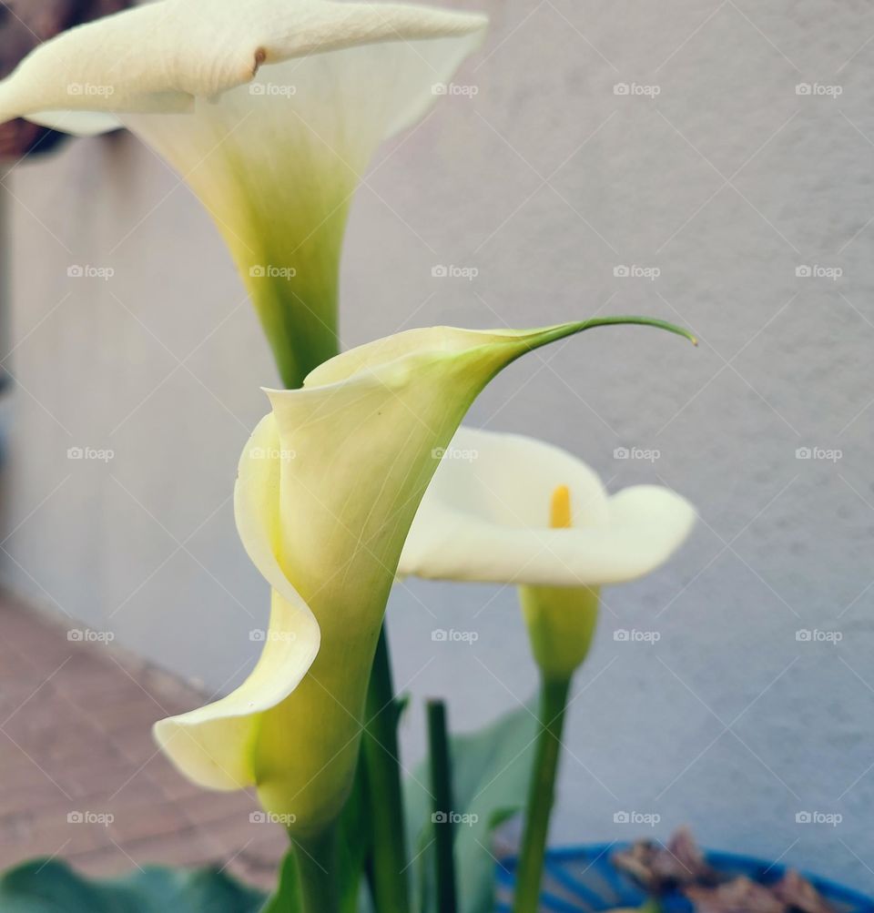 Arum-lily, flowers