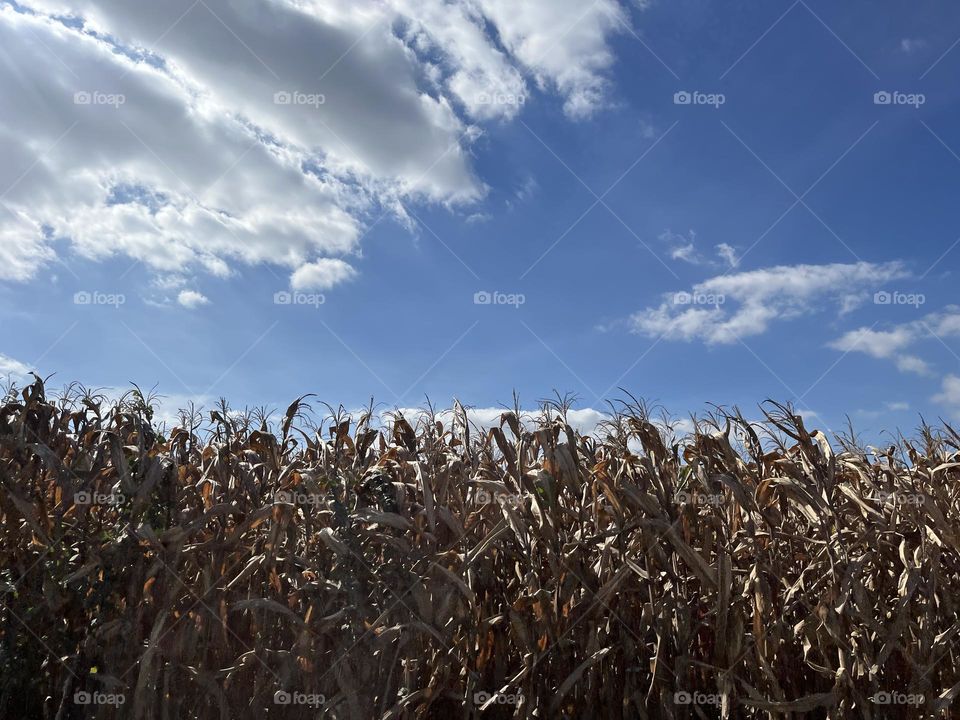 Corn plants on the roadside waiting to be harvested.