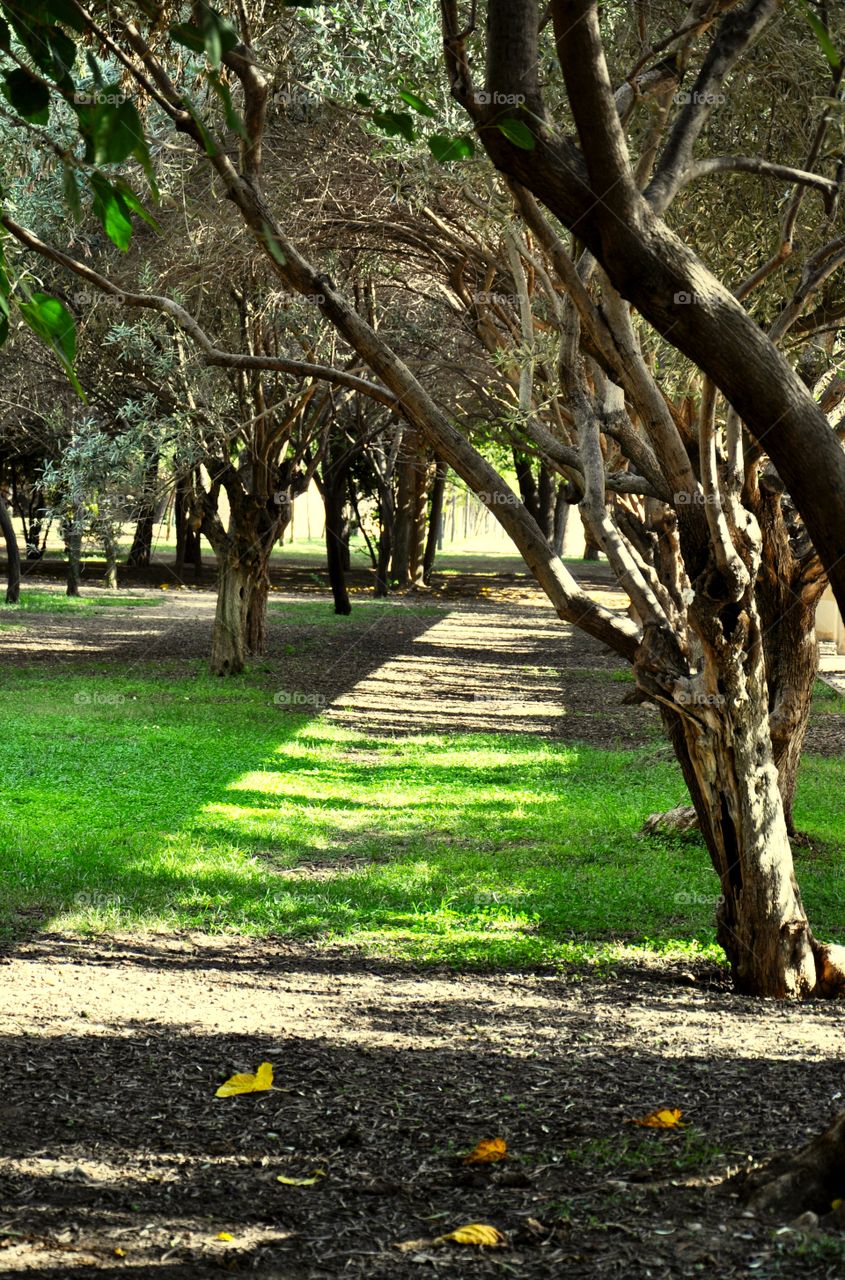 Shadows in the park 