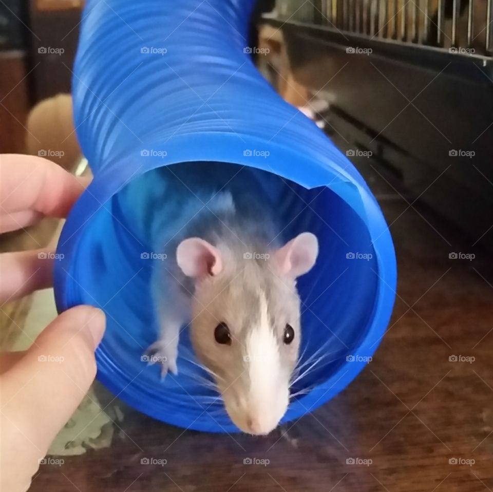 Rat at play