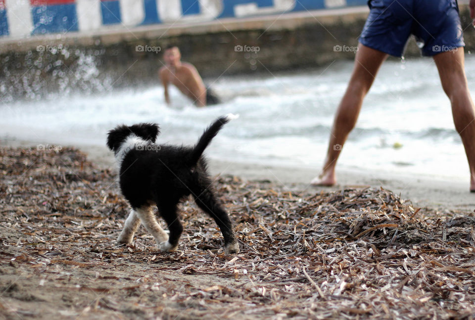 Spring walk with your dog