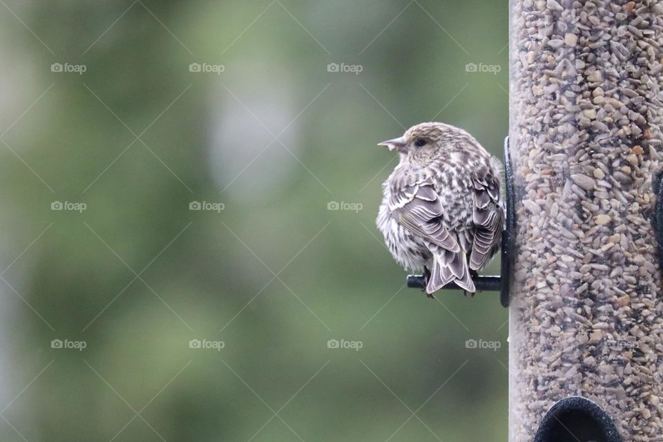 Looking out from the perch of a seed feeder, a little finch takes a rest