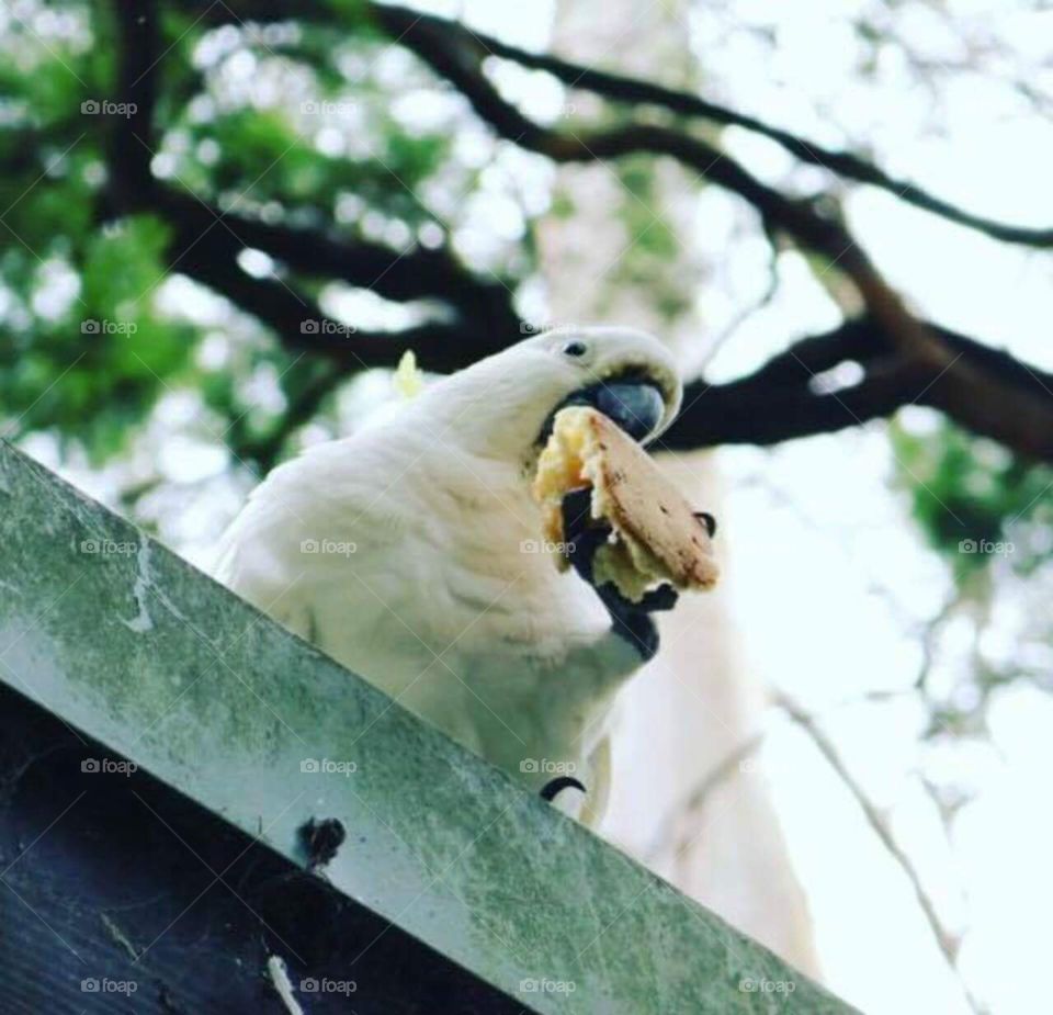 A Cockatoo enjoying a Snack 