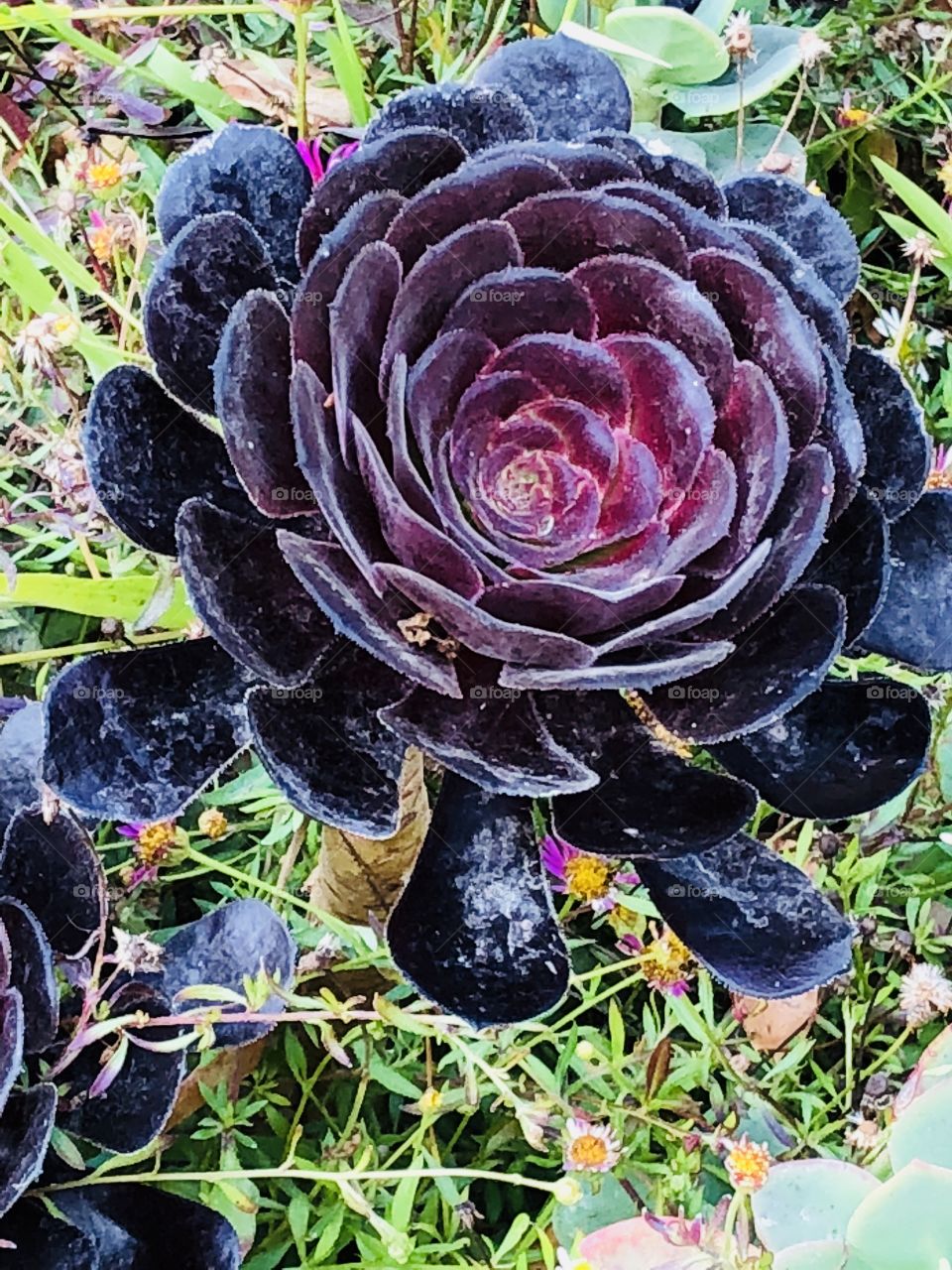 Purple succulent 