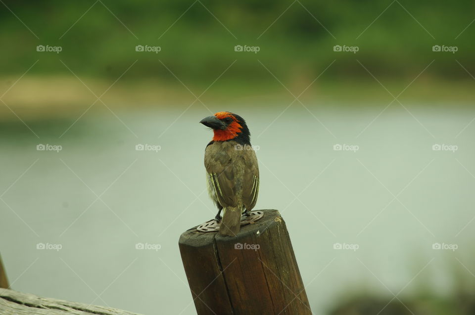 black collared barbet