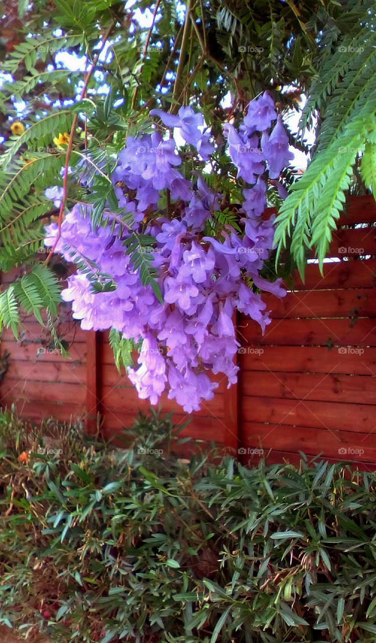 Bunch of purple tropical wildflowers hanging 
outdoors on wooden fence
