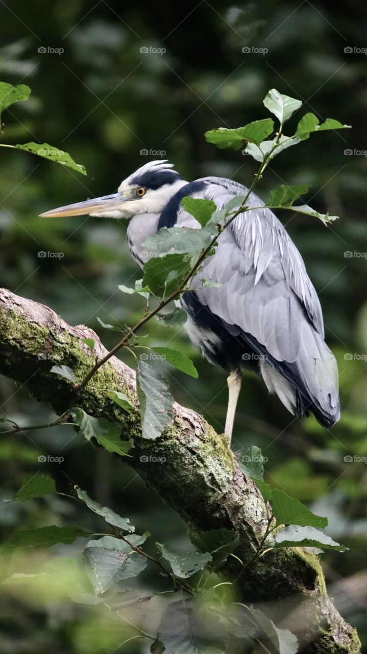Gray heron