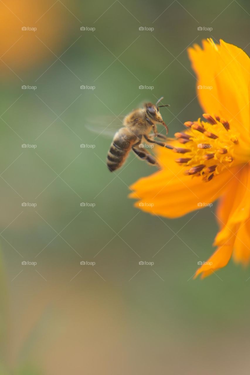 Flying bee