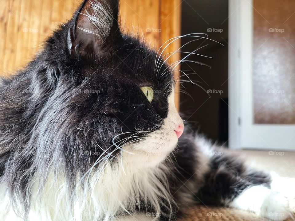 Long haired blsck and white feline