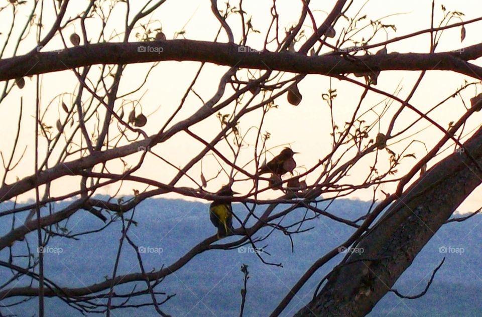 Birds in the field,Birds,field,countryside,rural,nature,landscape,autumn,tree,branch,branches,animals,colorful ,Mountain