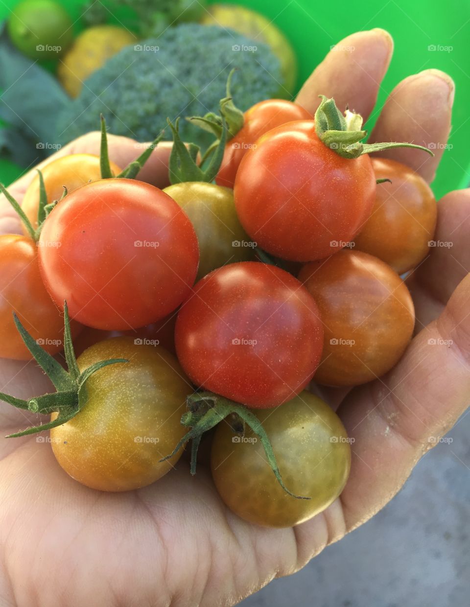 Cherry tomatoes
