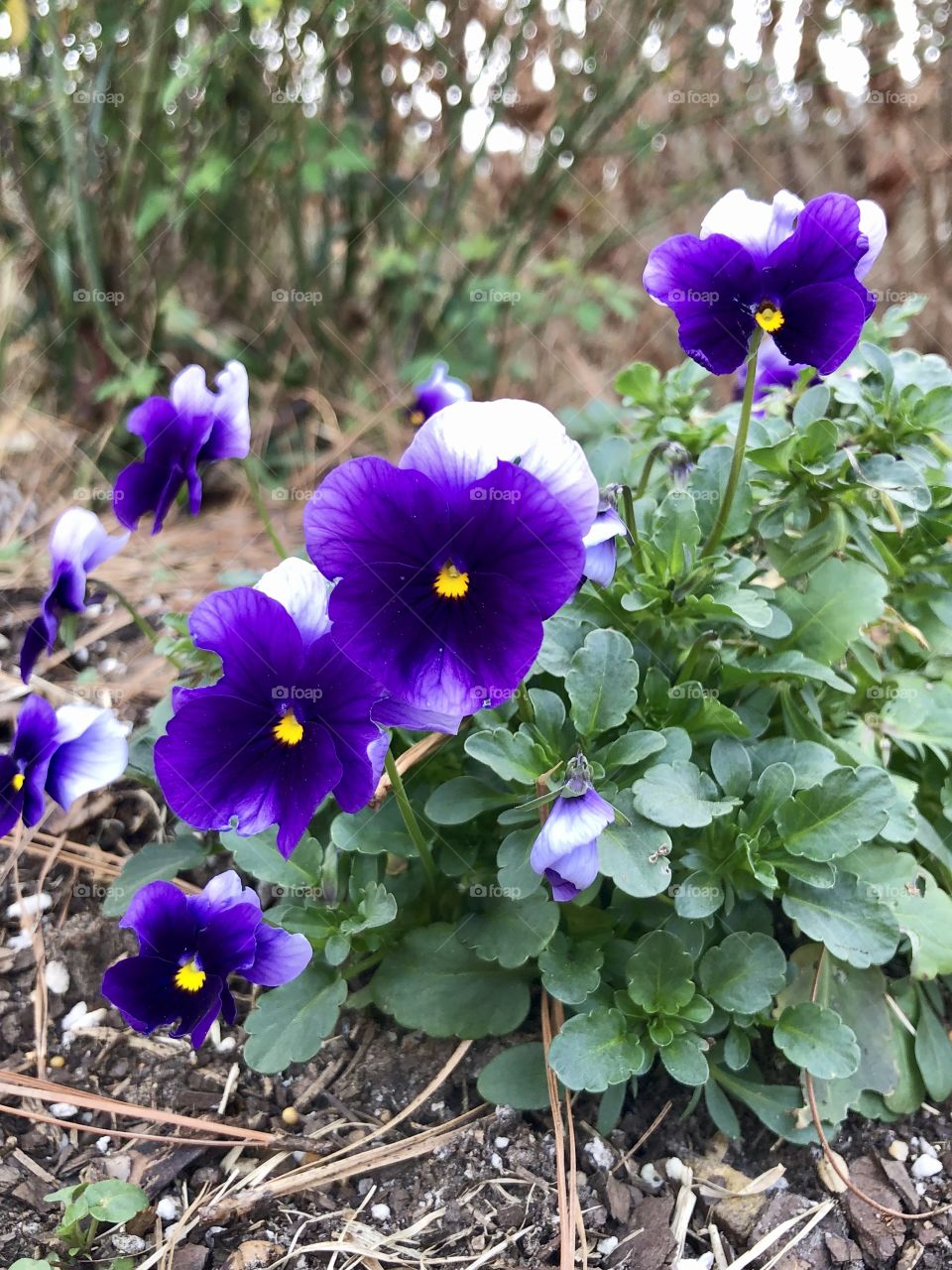 Colorful spring flowers 