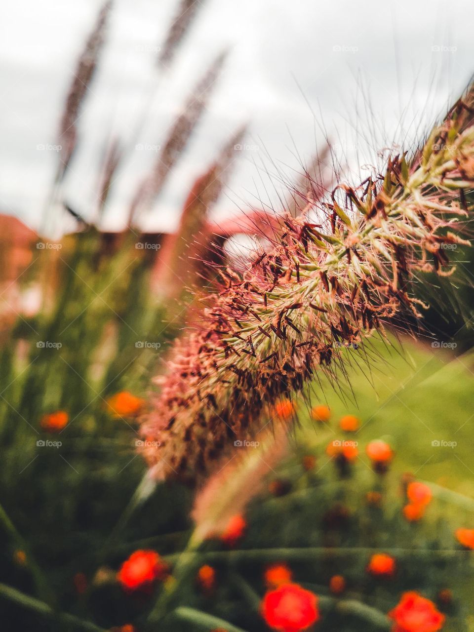 an ornamental grass