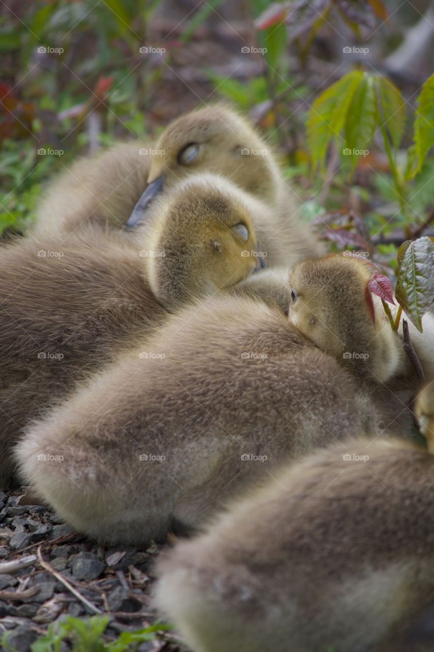 Baby goslings taking a nap