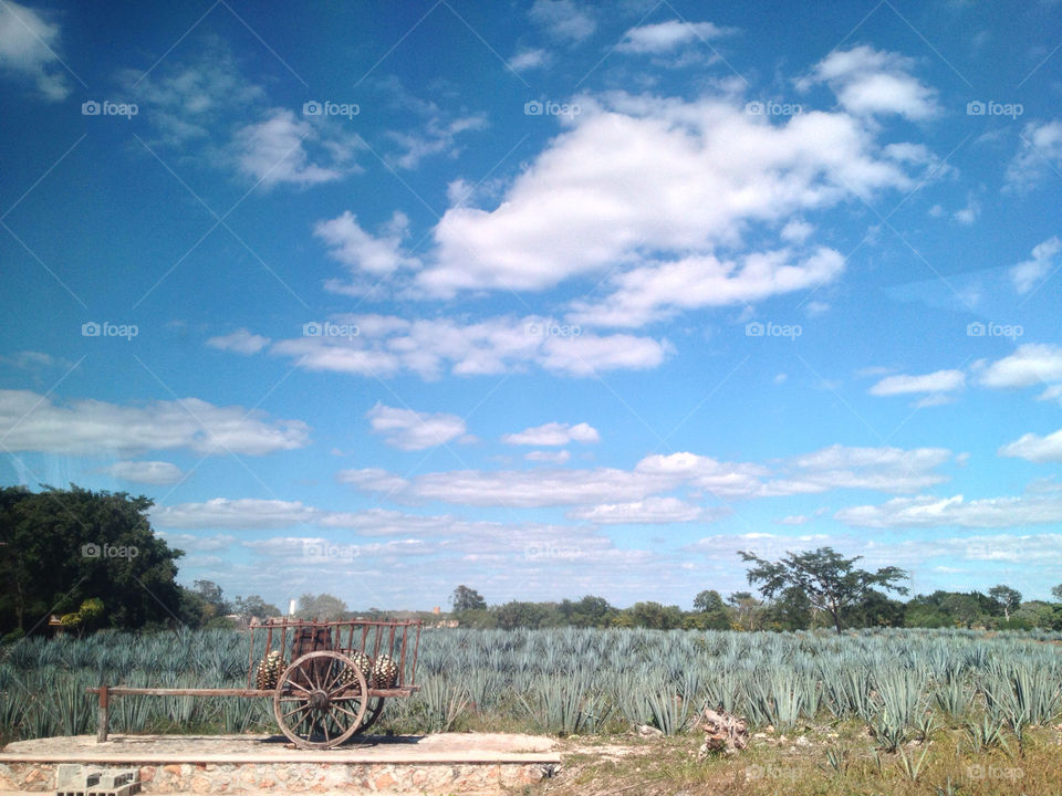 mexico field pineapple cart by bourneweb