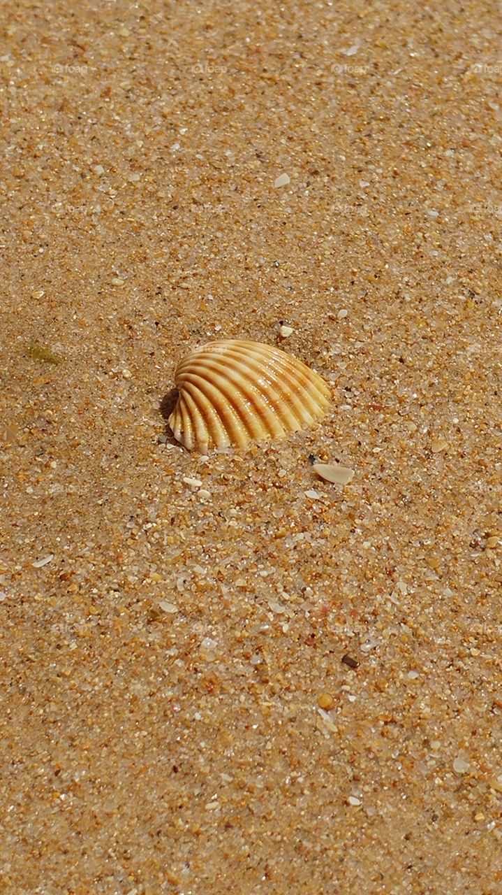 shell
