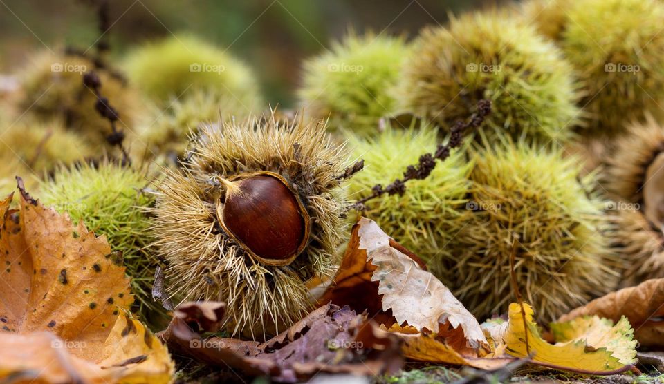 Chestnuts in spiky cases amongst the leaf litter