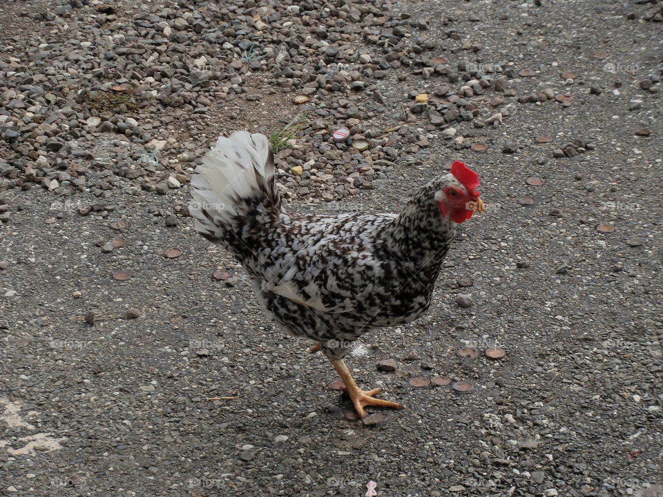 A Rooster of the Common Fowl