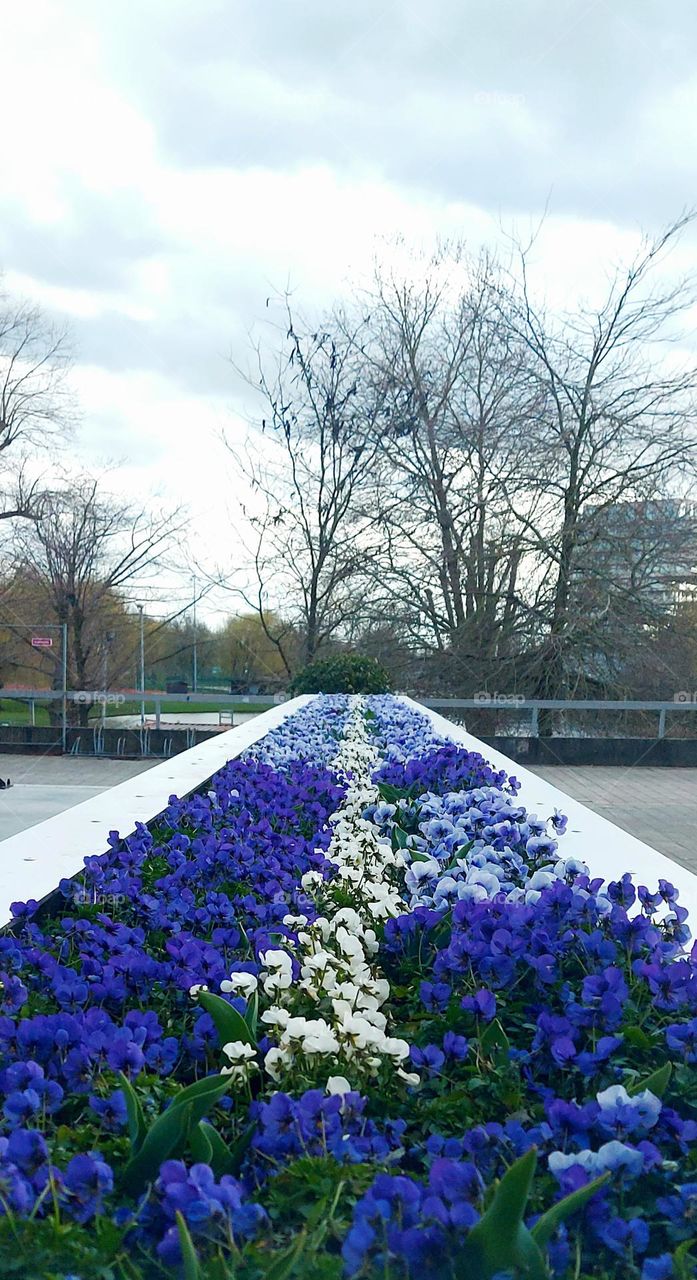 Rectangular purple flowers