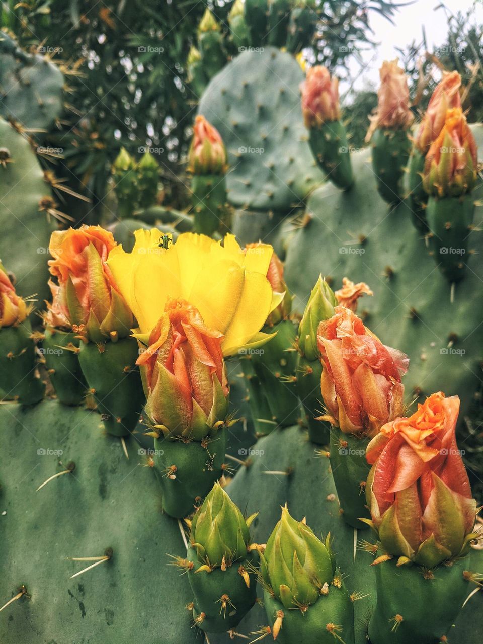 Top view of green cacti,  cactus close up. Spring garden.  Blooming plant