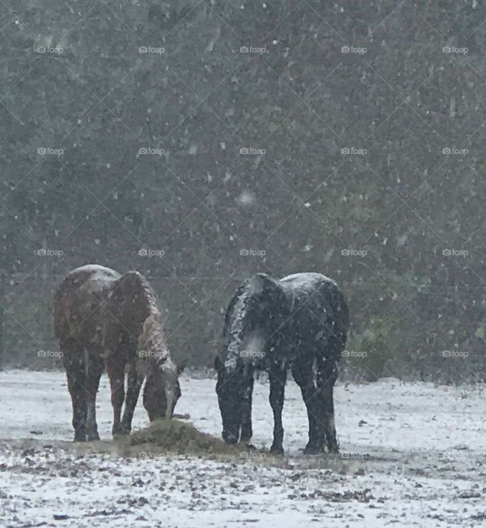 Levi and 38 enjoying some hay in the South Georgia Winter Snow 2018.