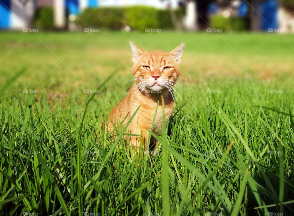 Cat sitting in the field. Thoughtful cat.