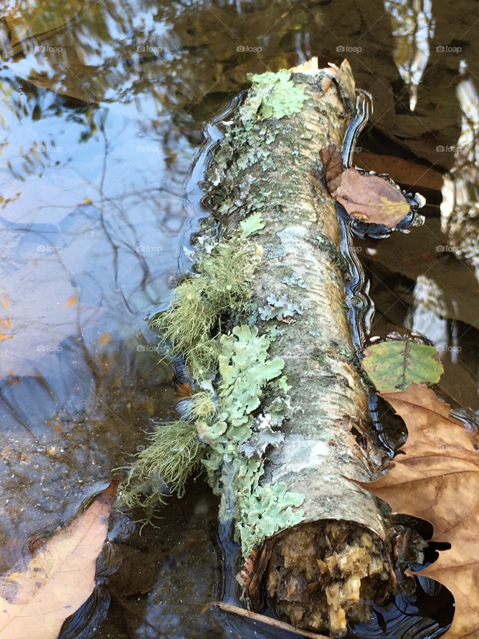 Moss covered