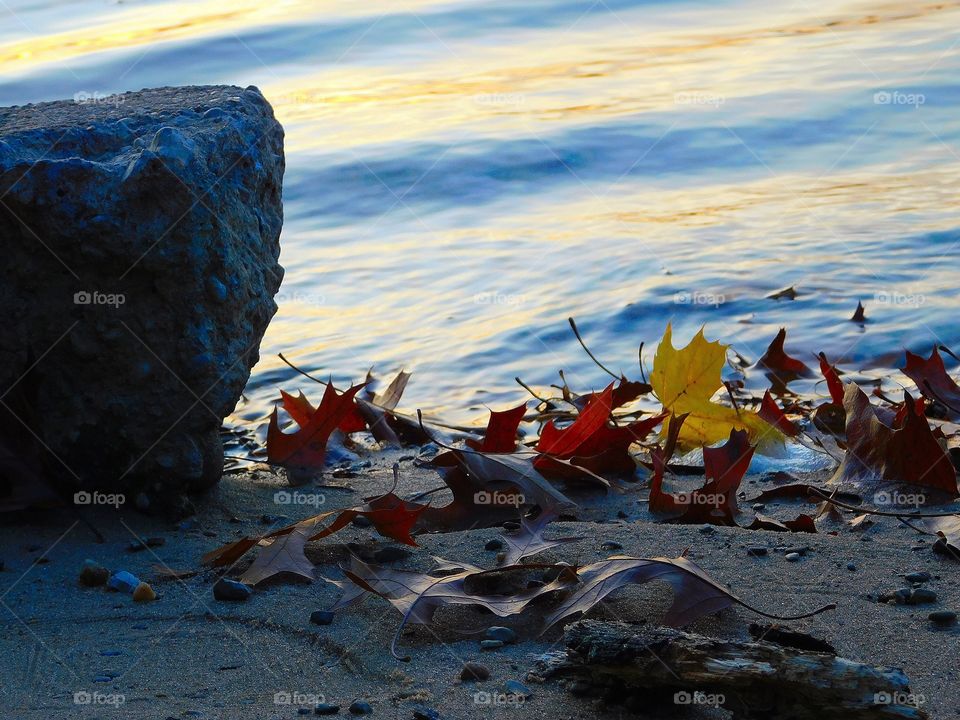 leaves and rock along the shore at dusk