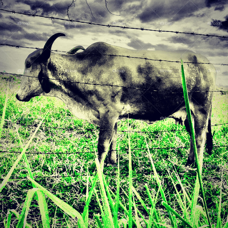 The rain is approaching.  But between us: with this very green grass, the cow is not worried at all ... / A chuva está se aproximando. Mas cá entre nós: com este capim bem verde, a vaca não está nem um pouco preocupada...