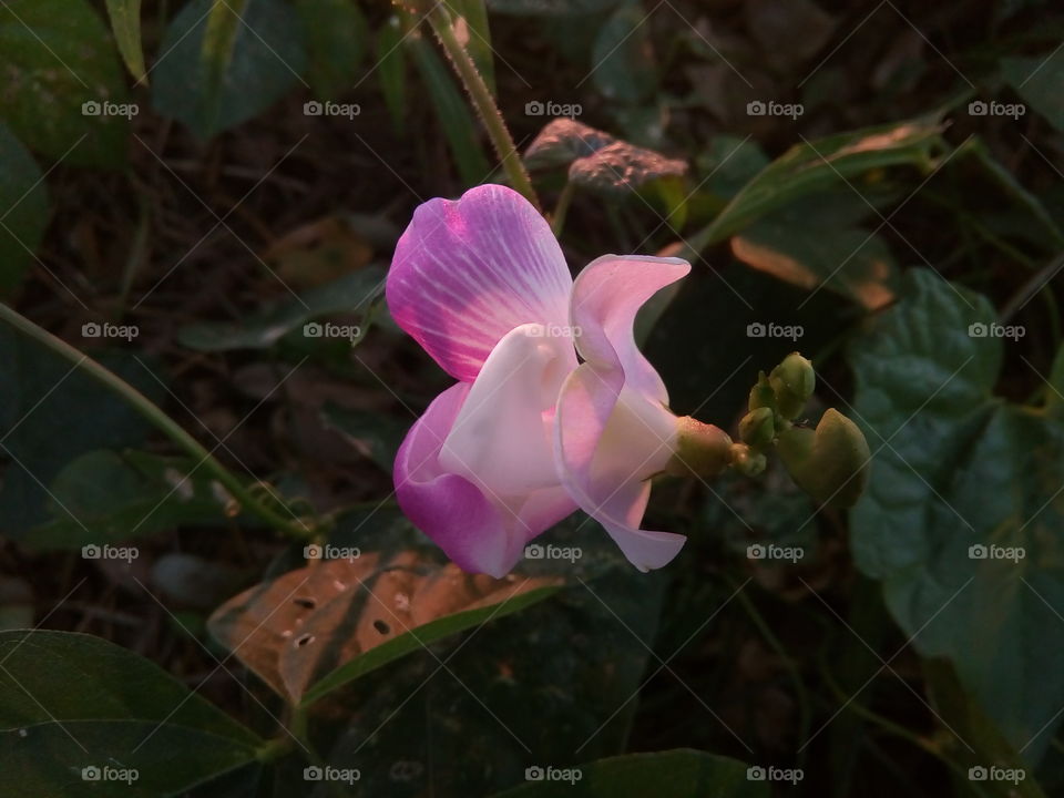 flower 2018-01-17 040 
#আমার_চোখে #আমার_গ্রাম #nature #flower 
#eukaryota #plantae #angiosperms #eudicots