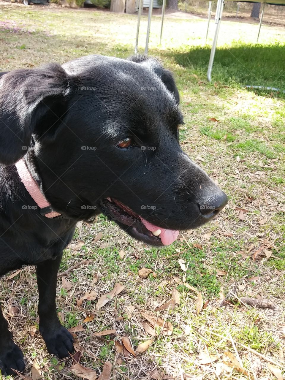 Ella, our sweet Lab, smiling 