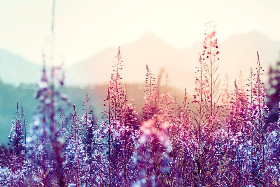 Flowers at sunset