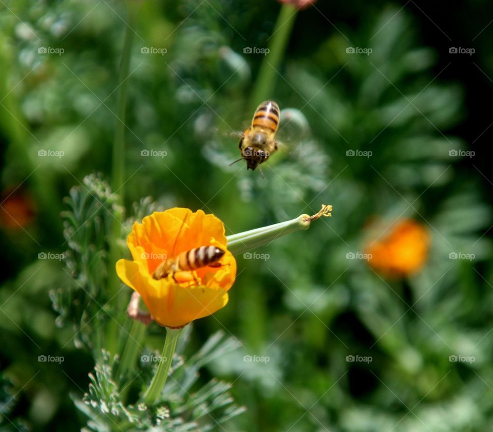 Two Bees and a Poppy