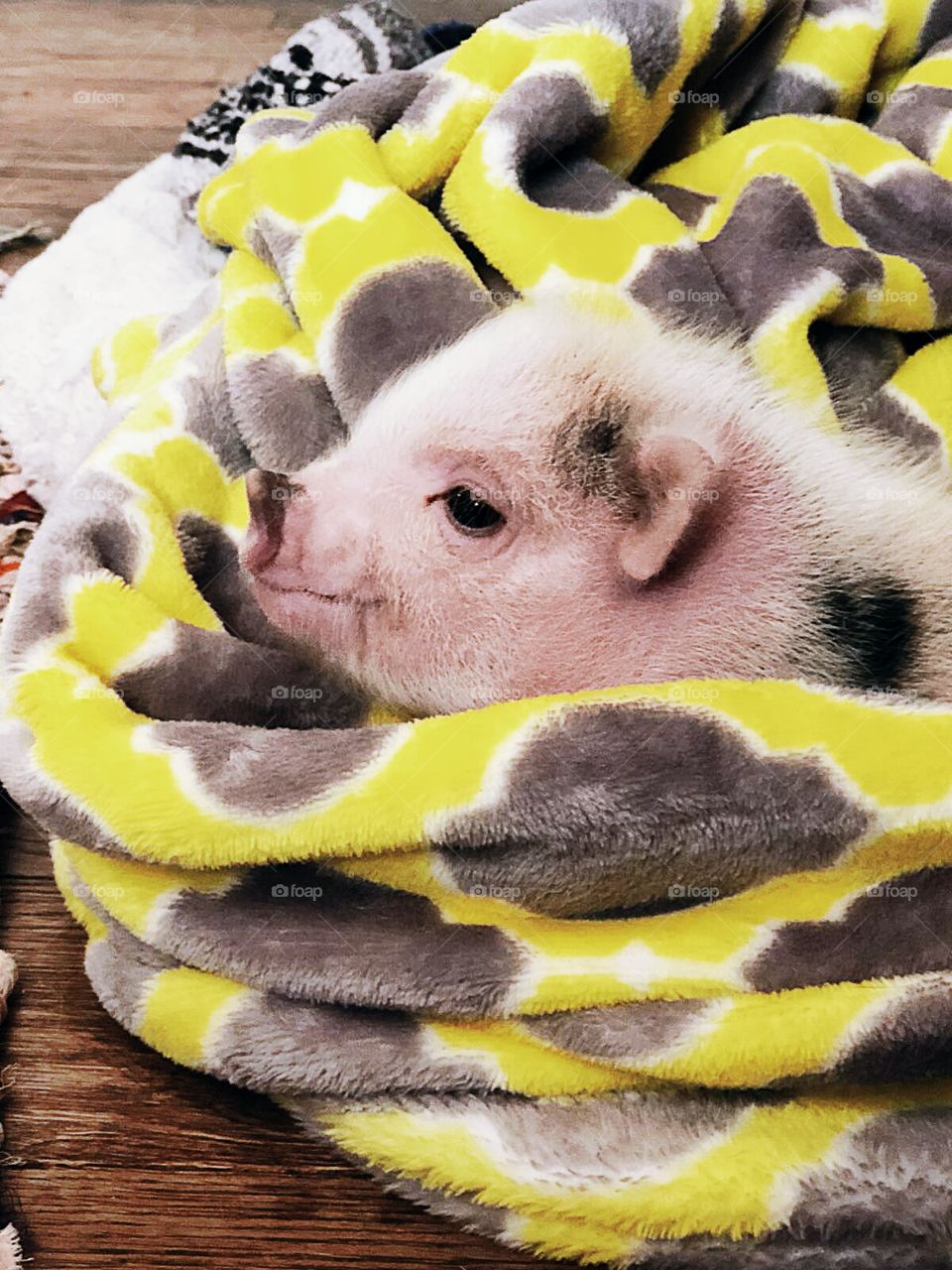 Stapleton, Little Pig