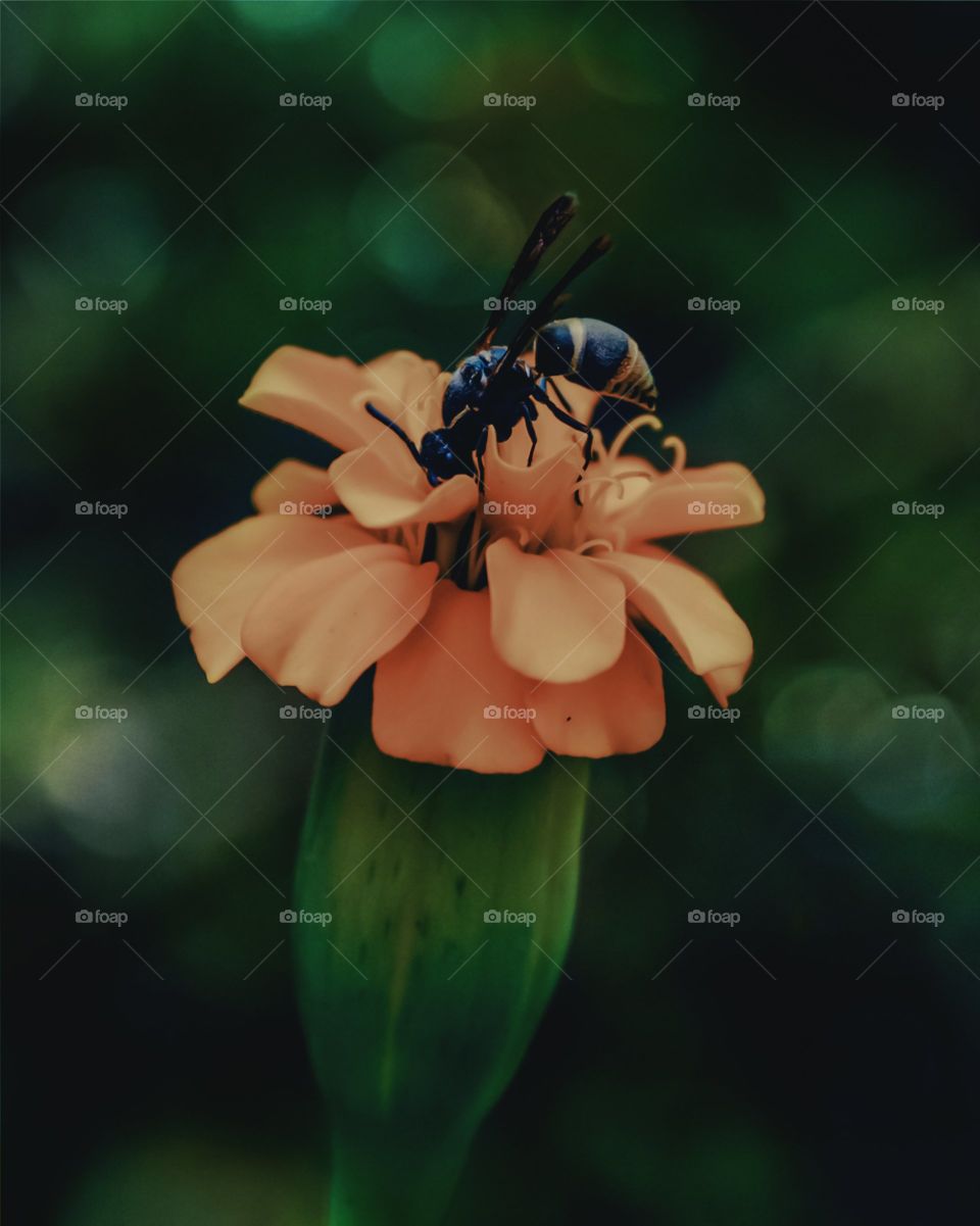 A Wasp Sits In An Orange Flower