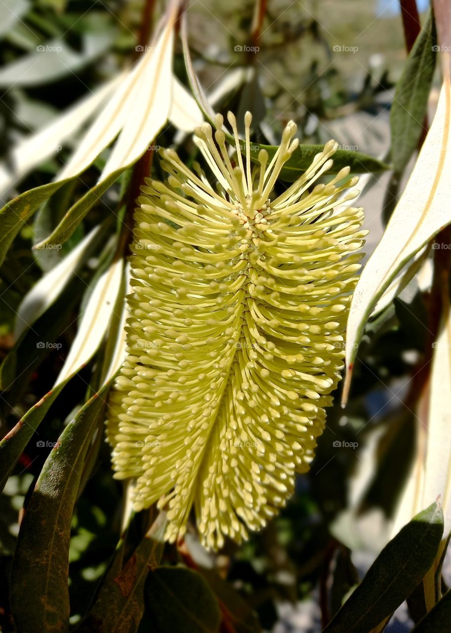 Banksia integrifolia