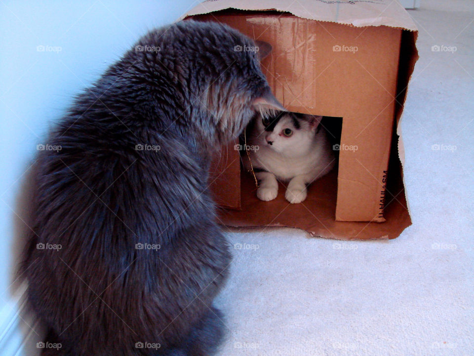 cat hiding cardboard confrontation by exworld
