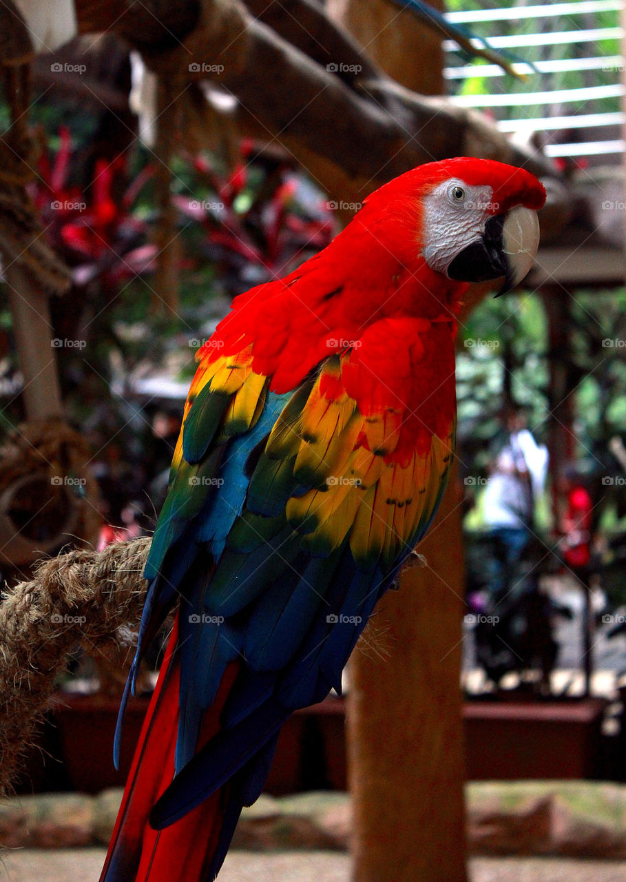 Colourful parrot