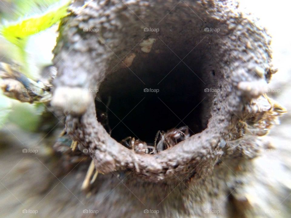 An Ants living house or colony